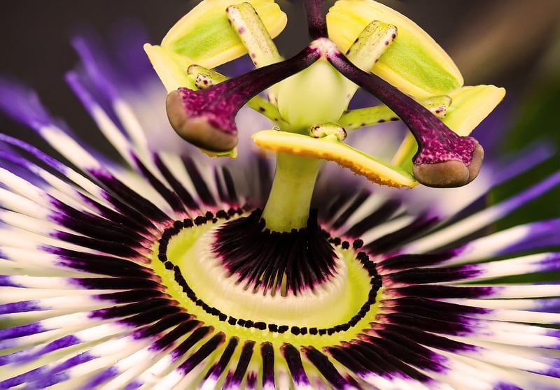 Exotic Tastes